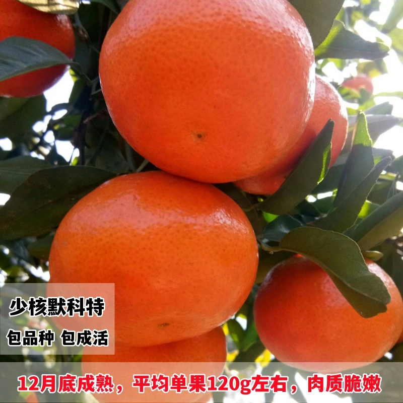 少核默科特苗 橘橙树苗嫁接柑桔苗 W默科特柑橘 桔子树苗当年结果