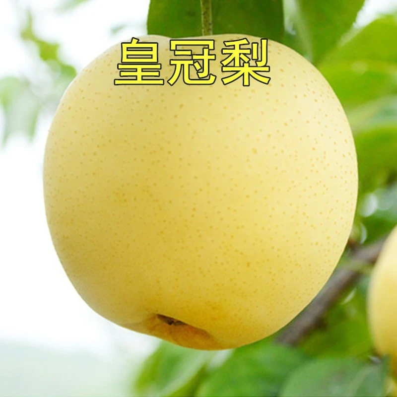 圆黄梨苗 皇冠梨树嫁接苗黄金梨果苗早熟翠脆冠梨嫁接梨苗