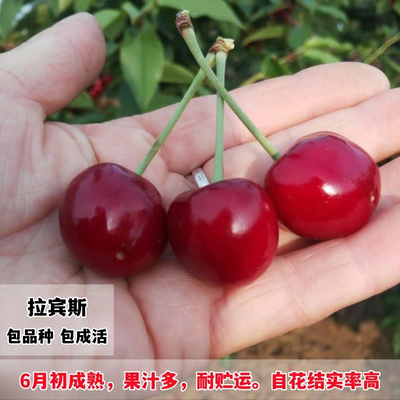 樱桃树苖自花拉宾斯车厘子树苗大樱桃苗授粉树盆栽地栽南北方种植