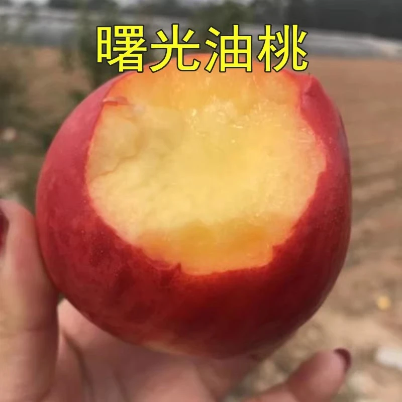 嫁接大油桃树苗 特早熟曙光大油桃果树苗 嫁接桃树苗 南北方种植