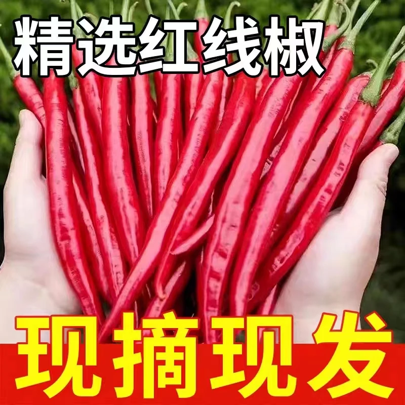 恩施现摘新鲜红辣家二荆条红海椒农家自种