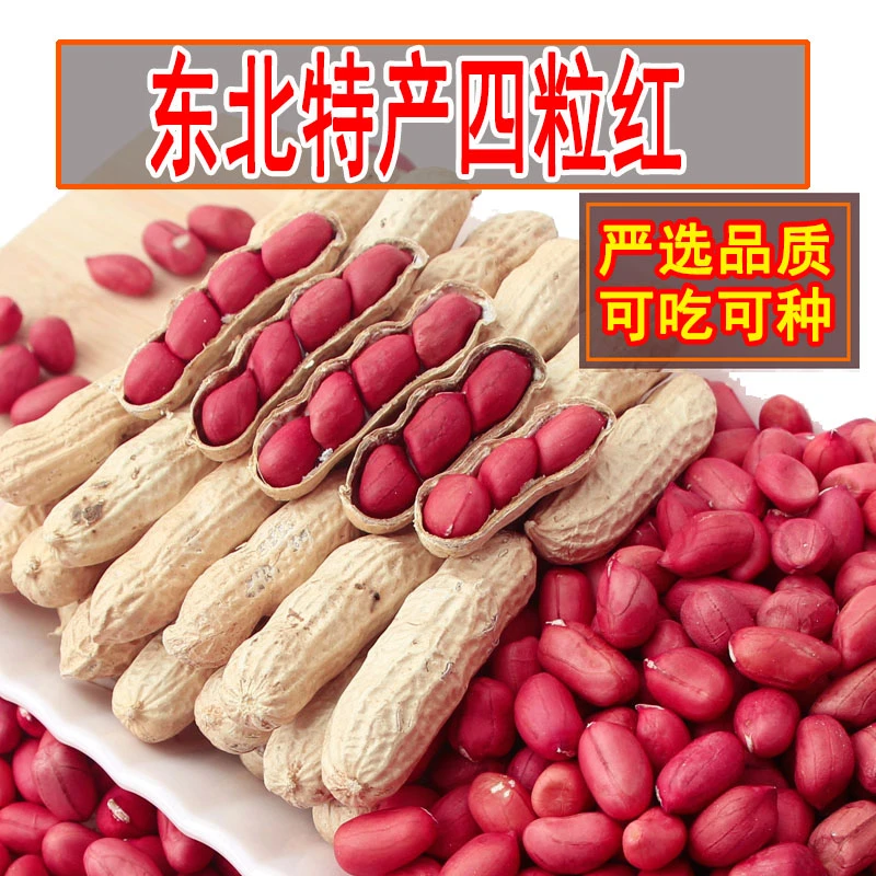 2025年新果东北四粒红花生带壳生花生自然晒干红皮花生子种红衣