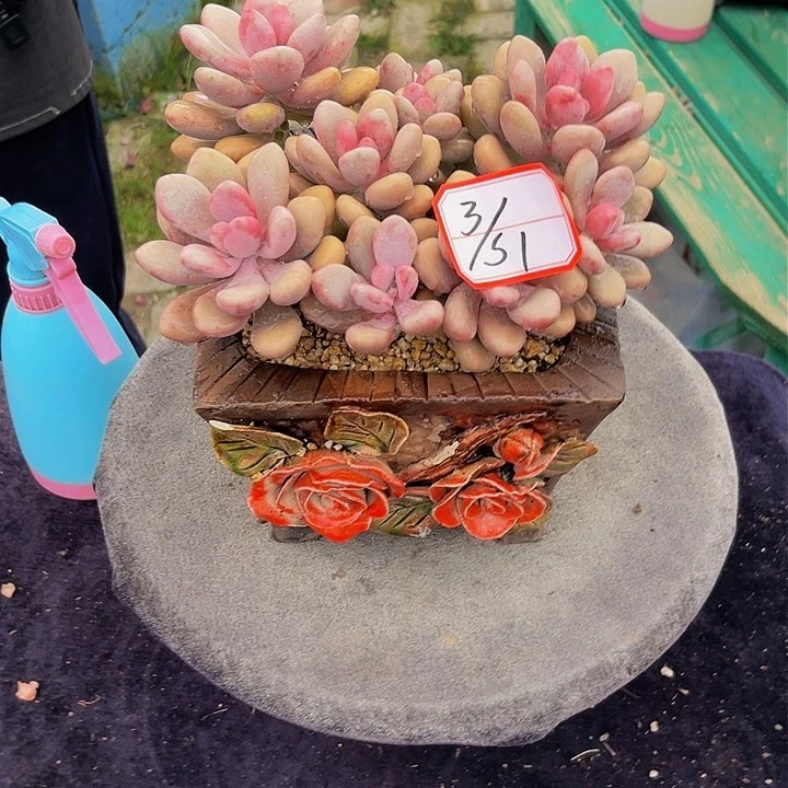 3-51下午桃蛋多肉