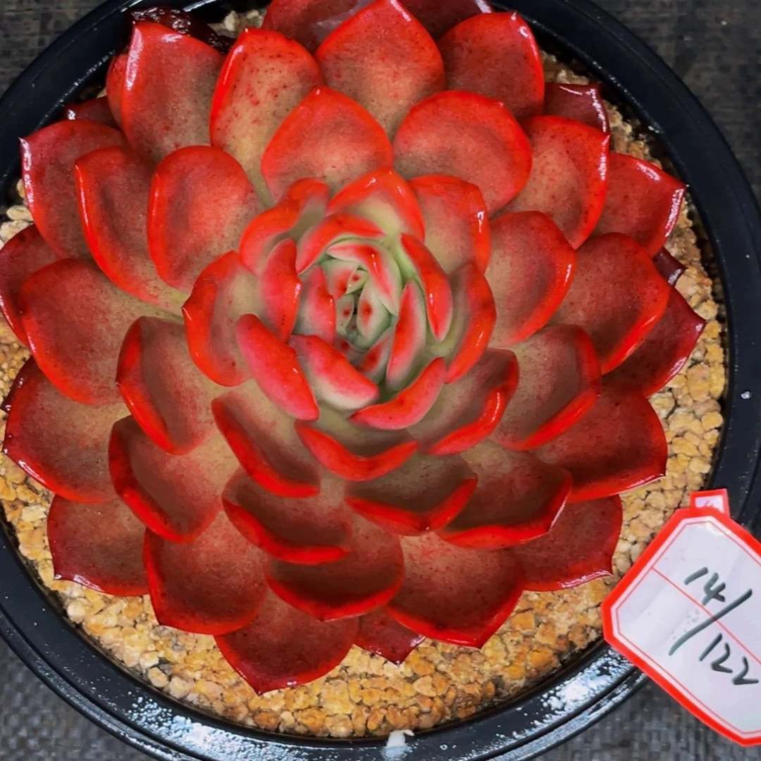 14-22号晚上多肉植物单头多肉