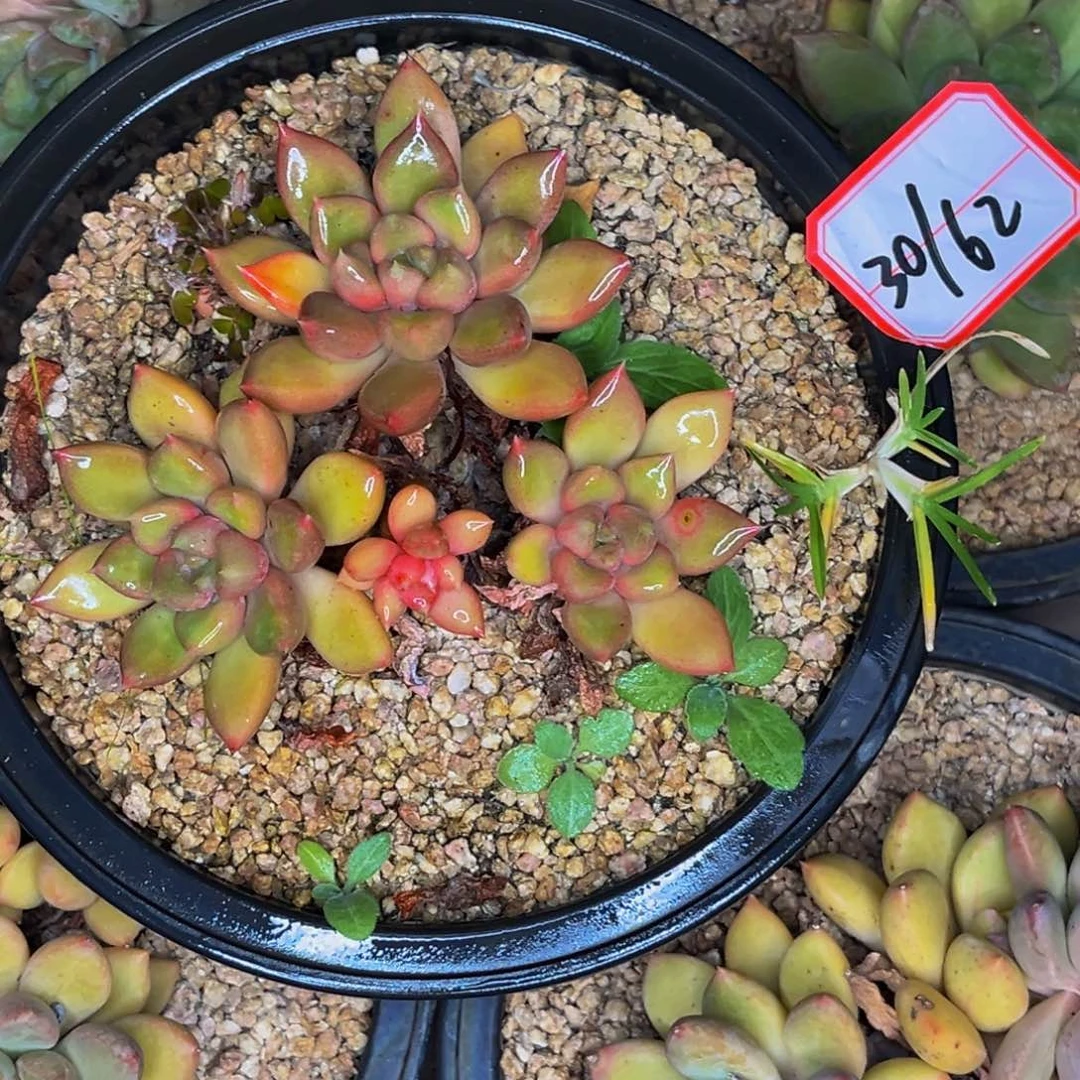 30-62号象牙群生多肉