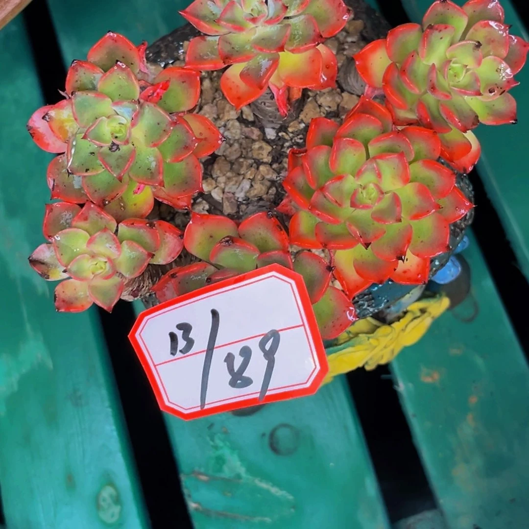 13-89号晚上泪无痕多肉