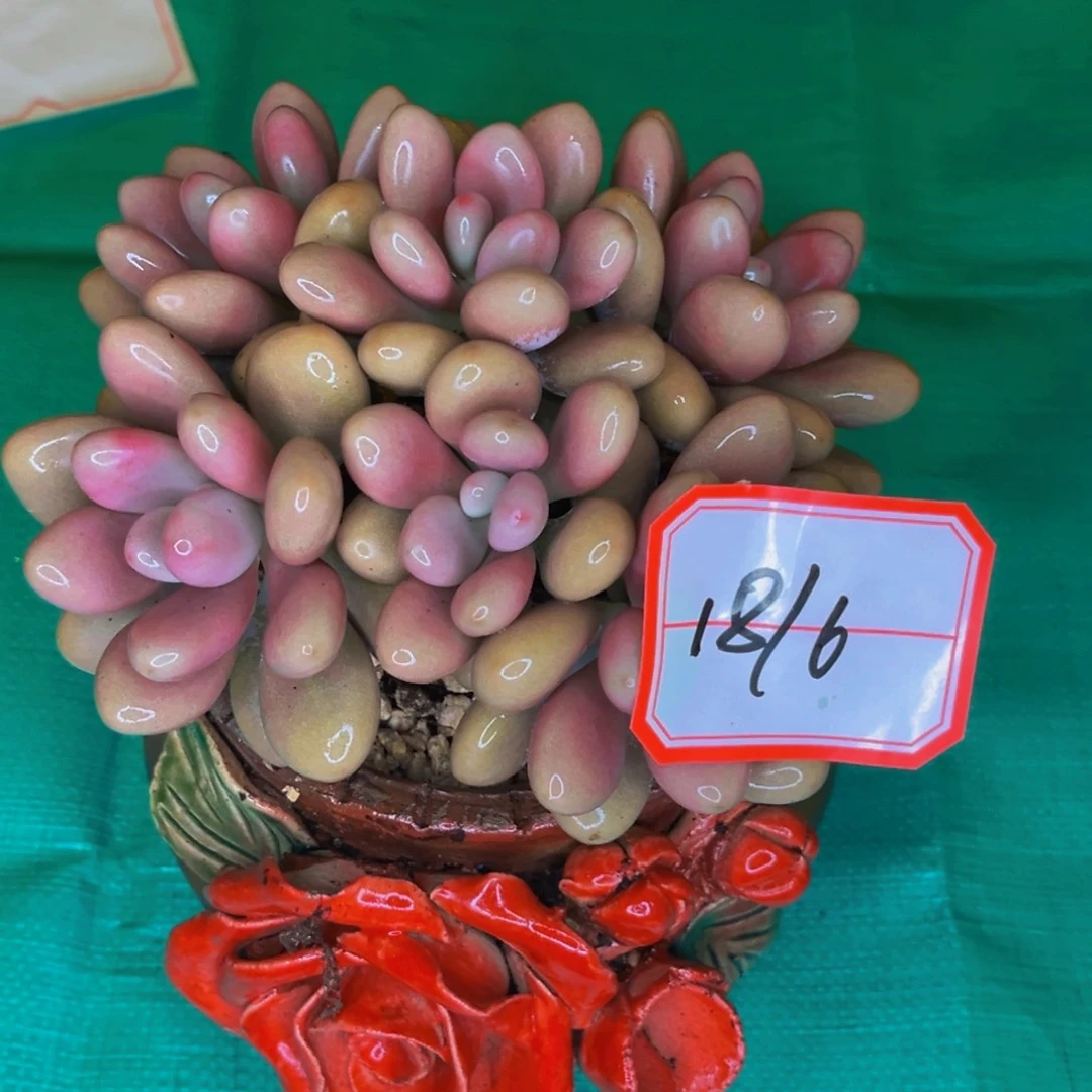 18-6号的桃蛋蛋群生