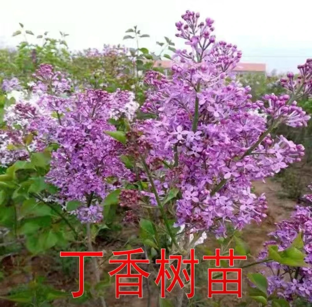 紫丁香 苗 丛生多头 带土球发货 花期带花苞发货