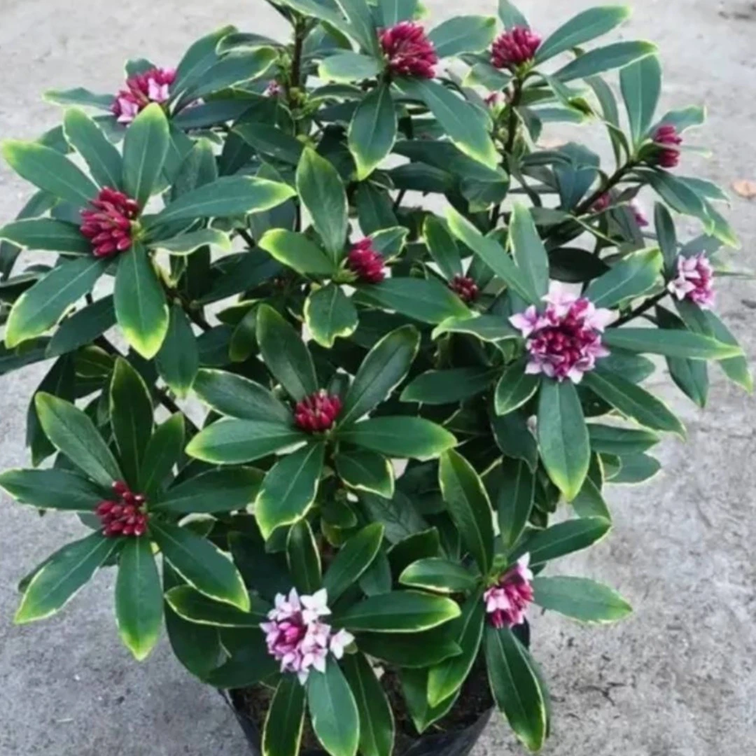 金边瑞香常绿耐寒花期带花苞冬季春季栽培 客厅阳台开花浓香