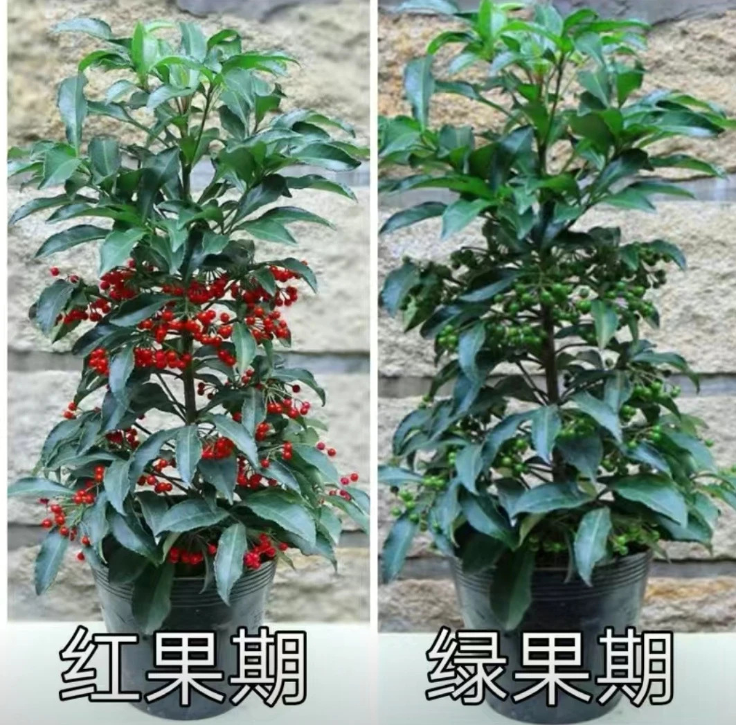 富贵籽 金玉满堂黄金万两 耐寒植物朱砂根易成活树苗