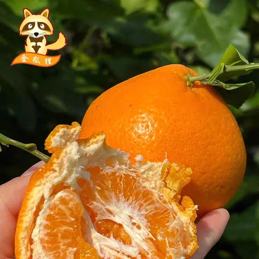 【合肥发货】金狐狸耙耙柑7.5斤礼盒装当季水果