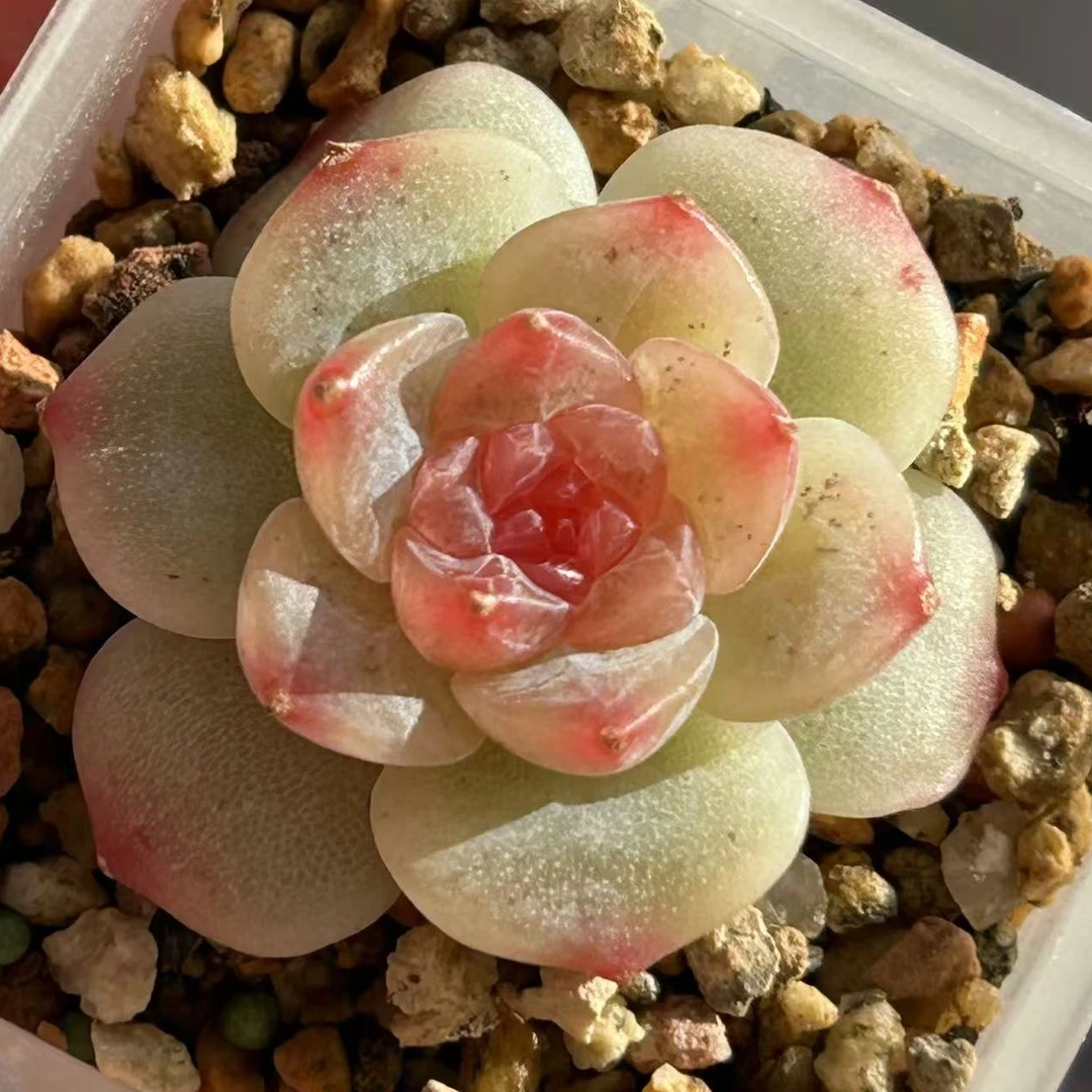 多肉植物3号链接一物一拍（非偏远地区38包邮）