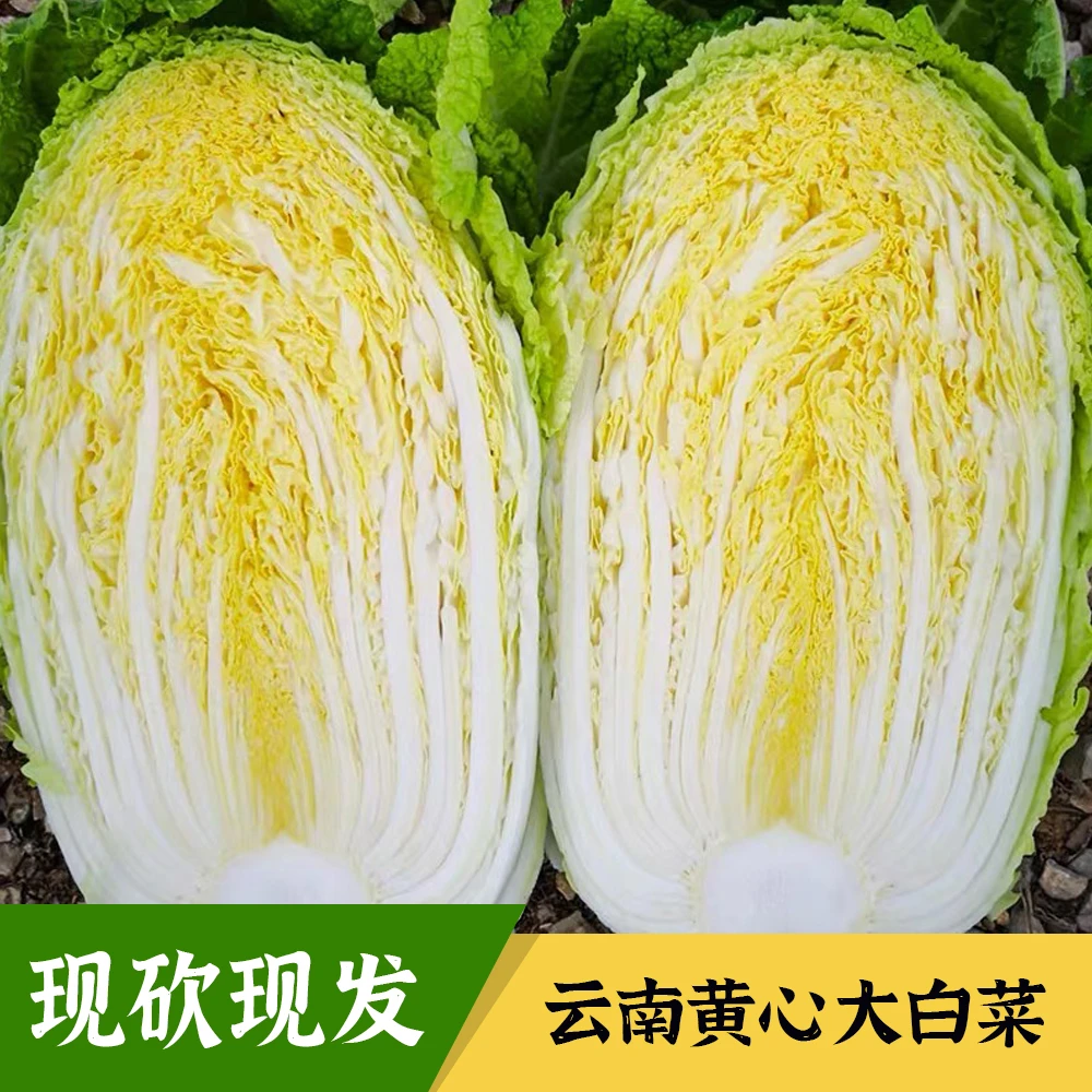 云南高山黄心大白菜清甜火锅应季新鲜农家自种现砍现发露天种植
