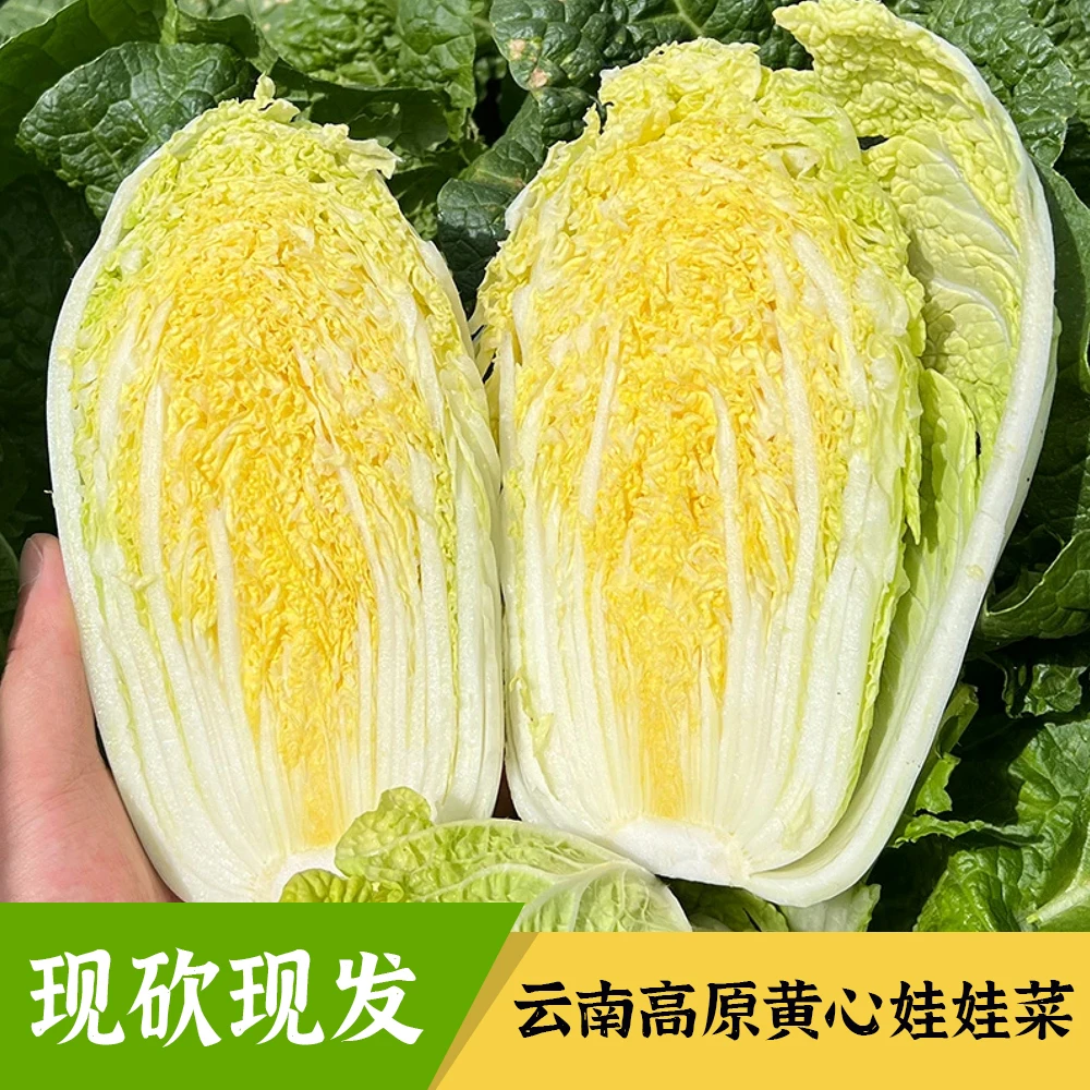 【福利T】云南高山黄心娃娃菜清甜火锅应季新鲜农家自种现砍现发