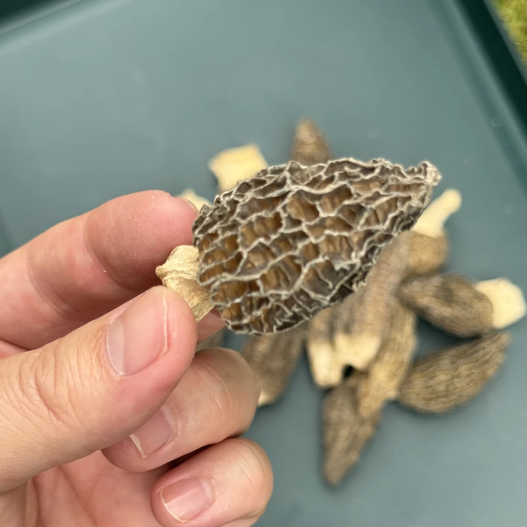 菌山宝羊肚菌100g小羊肚菌四川特产干货食用菌