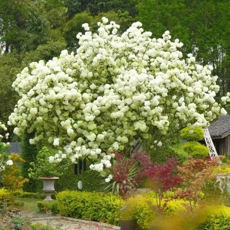 中华木绣球斗球耐寒大花绣球