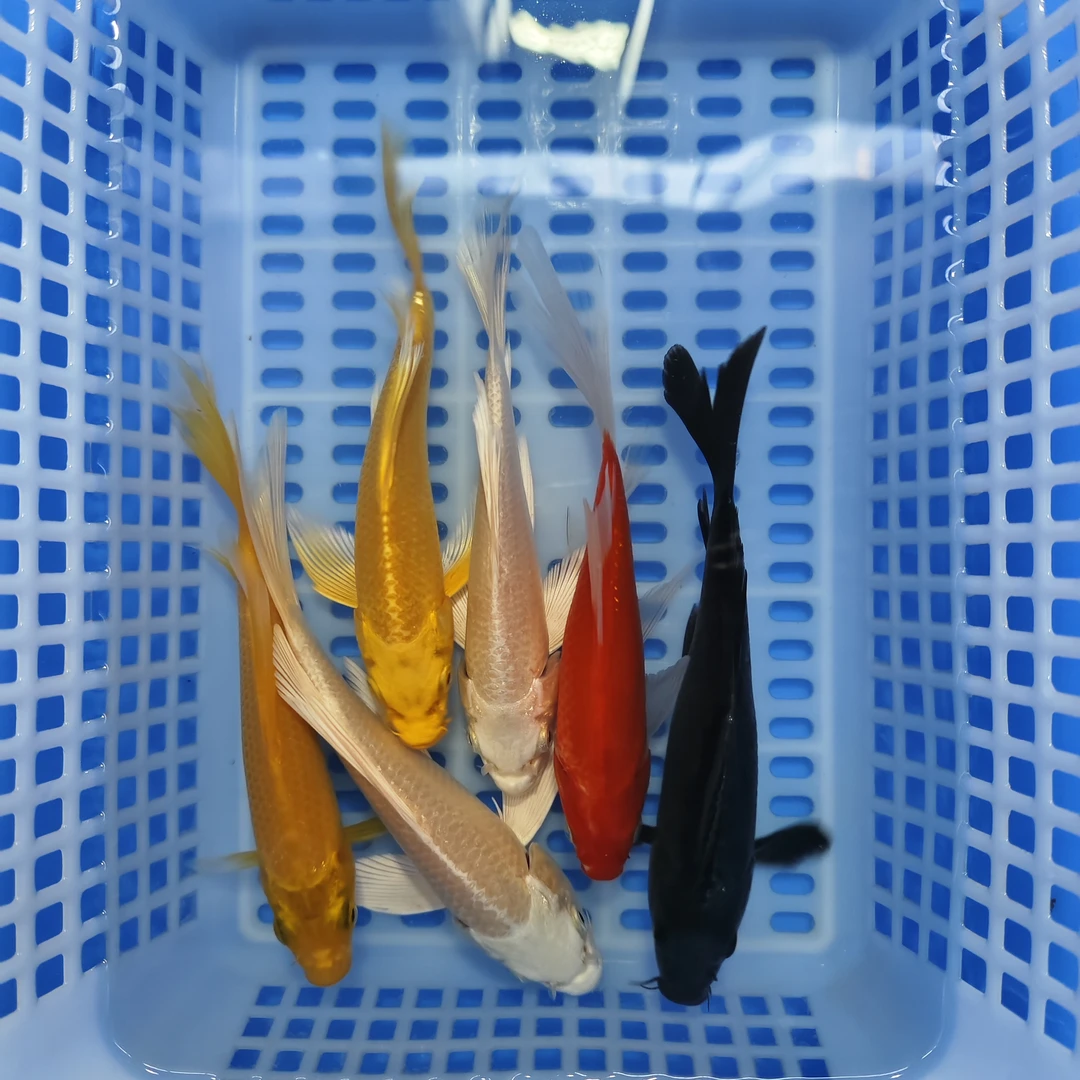 【6条】14-16CM六顺锦鲤草金混合 冷水鱼观赏鱼好养耐活包邮包损