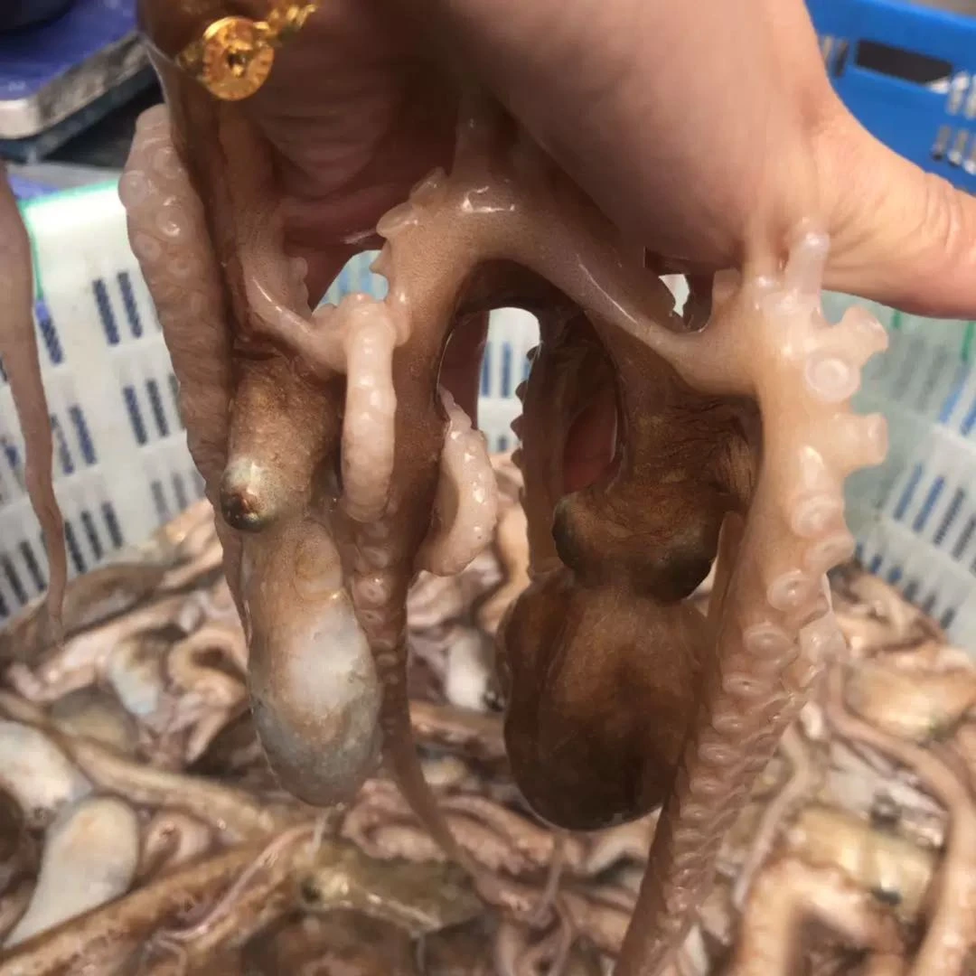 连云港发货 新鲜速冻爆头八爪鱼