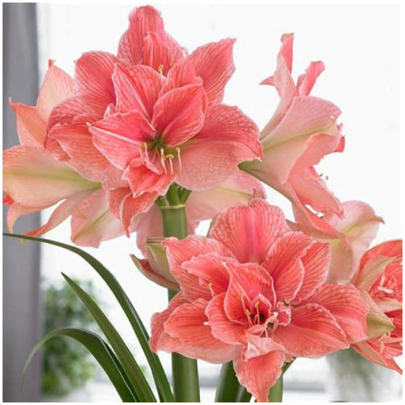 【甜蜜妮芙】现货 甜蜜妮芙 荷兰进口朱顶红种球自然球