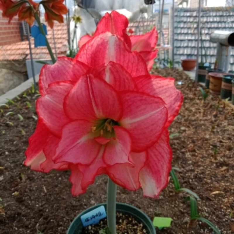 【安瑞雅】多年生球根 重瓣朱顶红春季 可种植