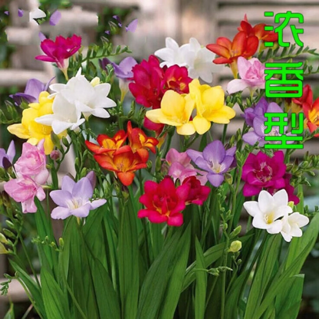 【乐鼎花卉】香雪兰室内外养户进口种球混色多苗花开香飘满屋（两盆）