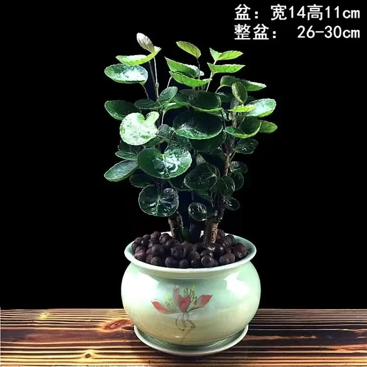 金钱兜盆栽金钱桐福禄圆叶桐钱树钱多多发财树金钱树室内绿植园艺