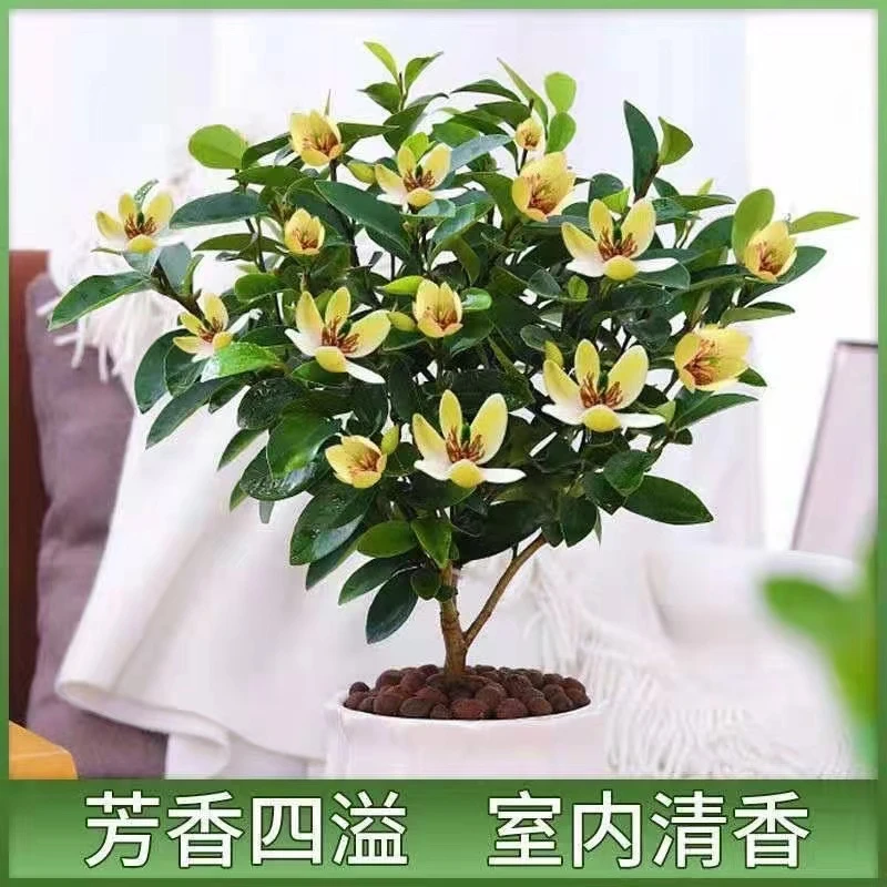 含笑花苗浓香型花卉带花苞室内阳台耐寒四季常青植物含笑花盆栽