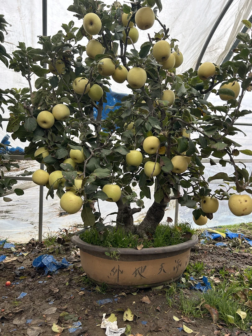 瑞雪绿植盆栽园艺花卉（一物一拍）
