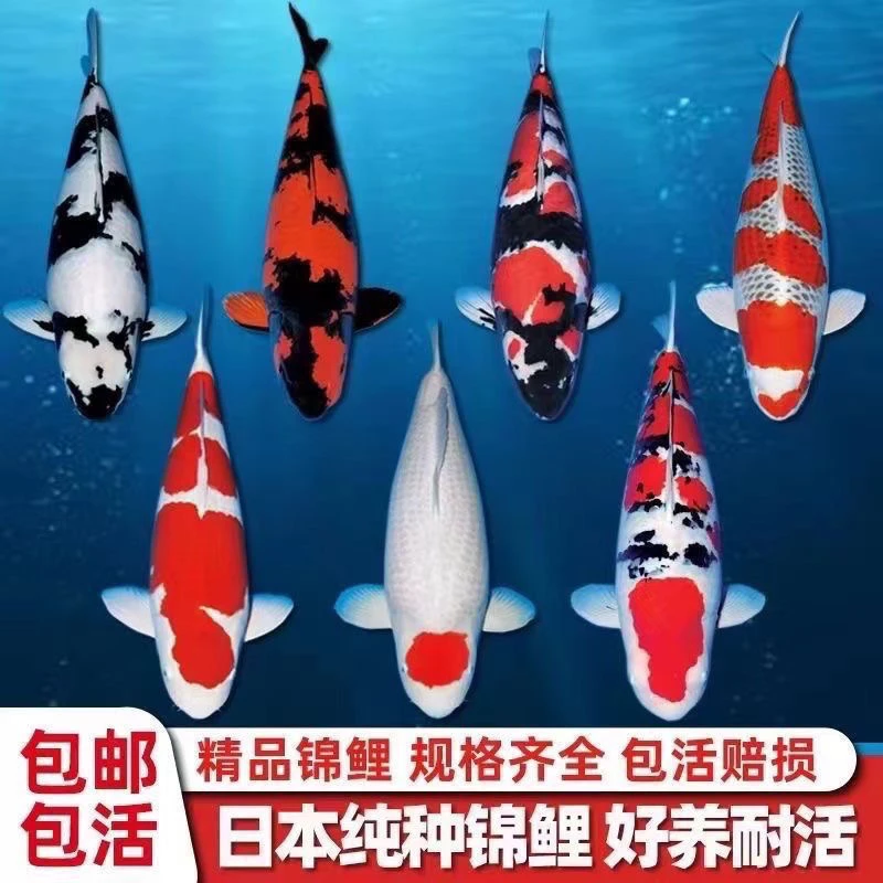 锦鲤血统锦鲤保活包损不包邮