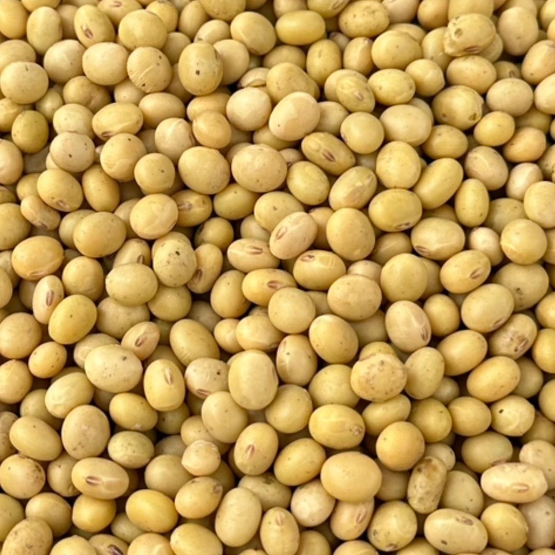 太行山农家老品种新黄豆   非转基因  孕妇婴幼儿放心食用 5斤装