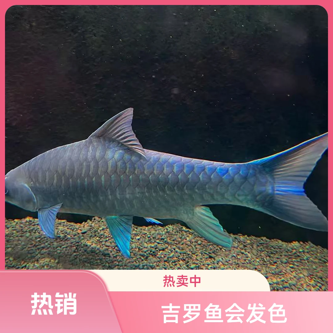 【吉罗鱼】纯野尼泊尔皇室金印度墨脱缅甸盈江包邮包活【凭开箱视频】