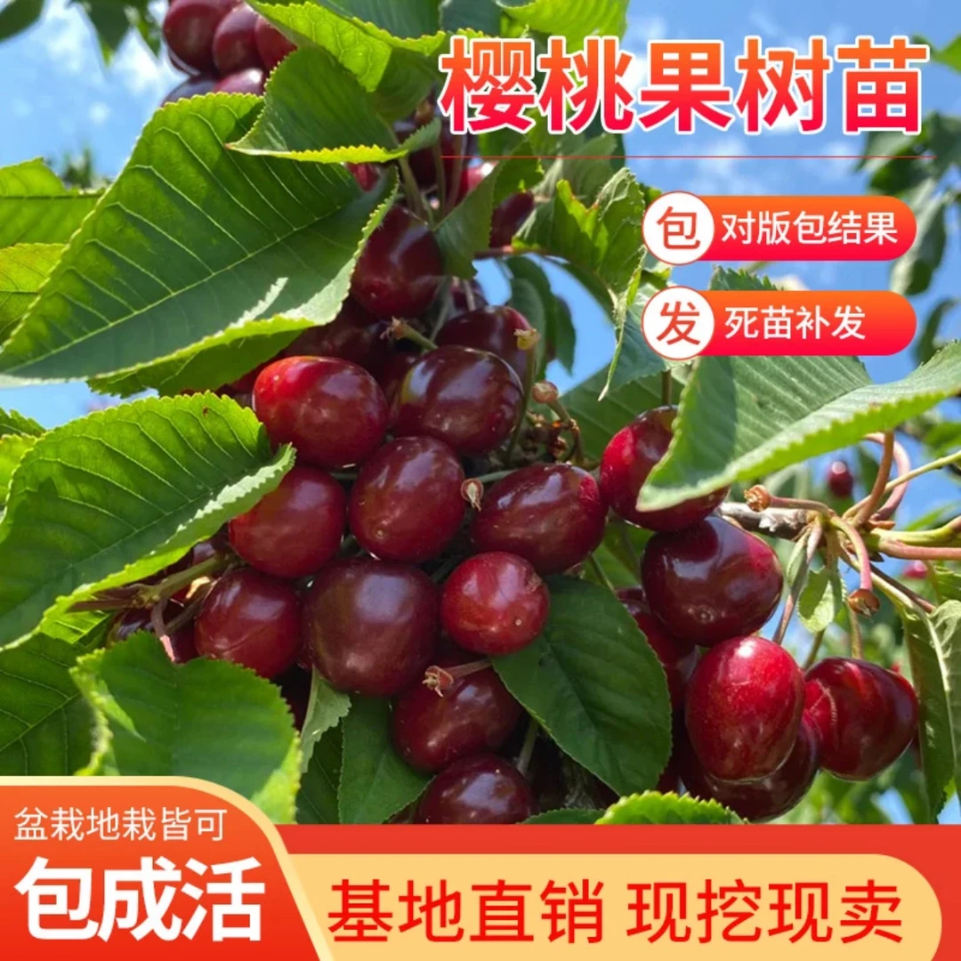 29.9发3颗！车厘子大樱桃树苗俄罗斯八号布鲁克斯大红灯南北方栽种