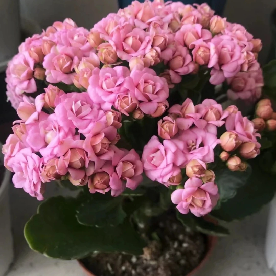 无品牌 莉莉安～长寿花室内阳台盆栽