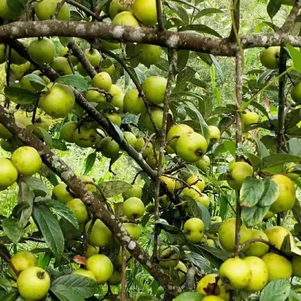 云南特产酸多依嫁接多依果云南野生多依酸苹果新鲜多依果渣子果