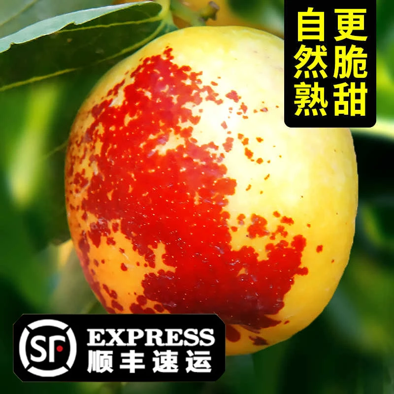 【特大 王中王】冰糖冬枣5斤顺丰包邮枣子大枣新鲜整箱现摘现发