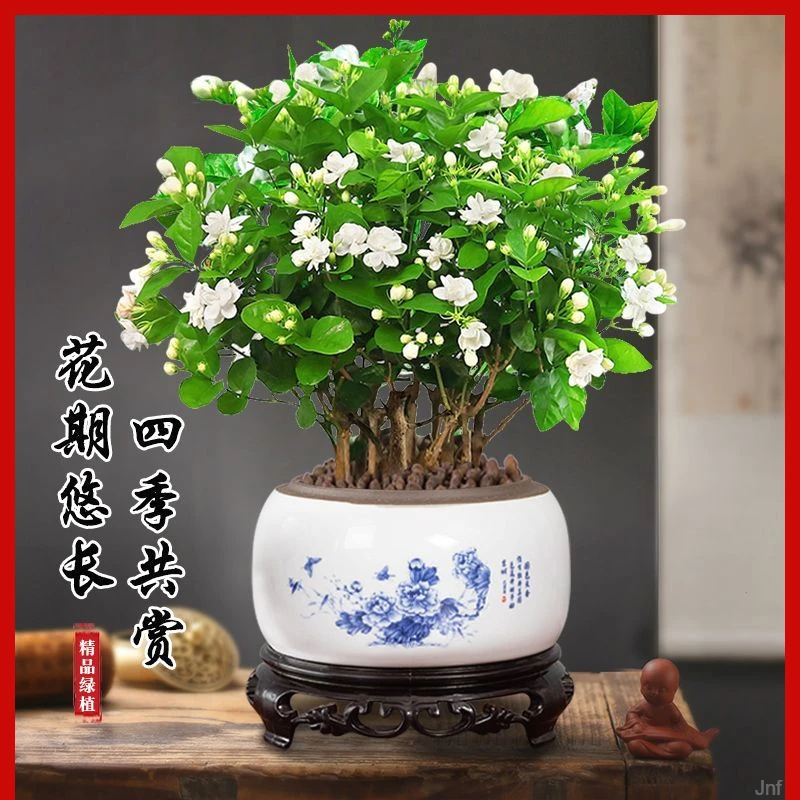 重瓣茉莉花盆栽浓香型室内绿植花卉盆景带花苞驱蚊驱虫好养庭院