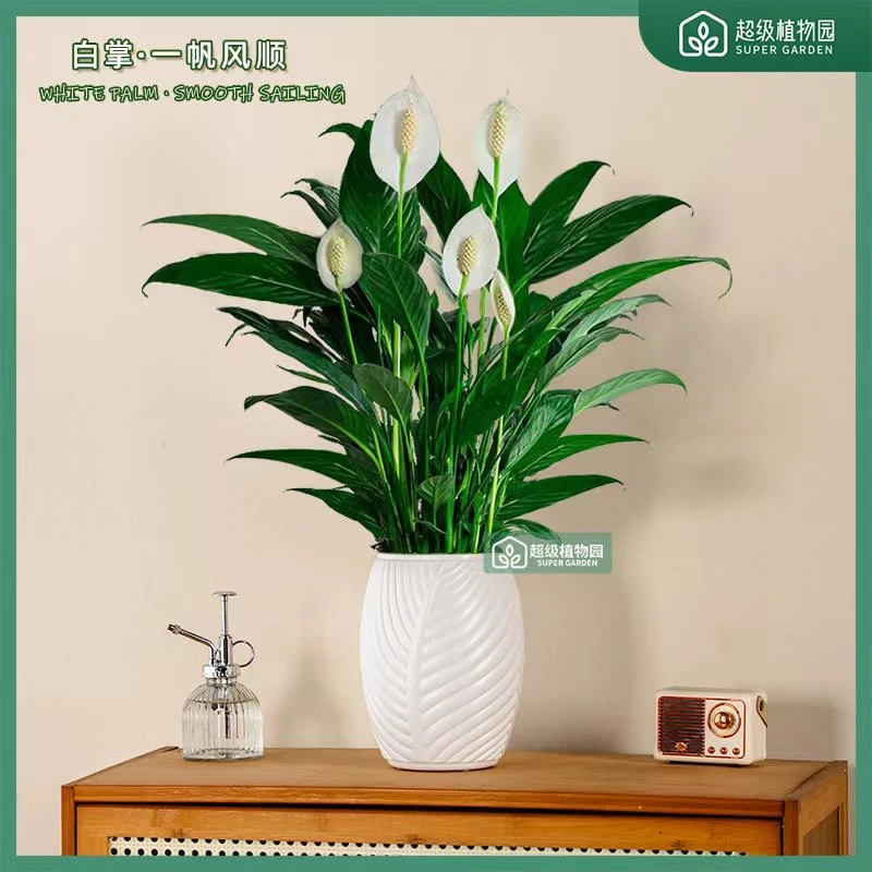 白掌盆栽易活风顺水土培植物室内花卉绿植水土养四季开花客厅带花