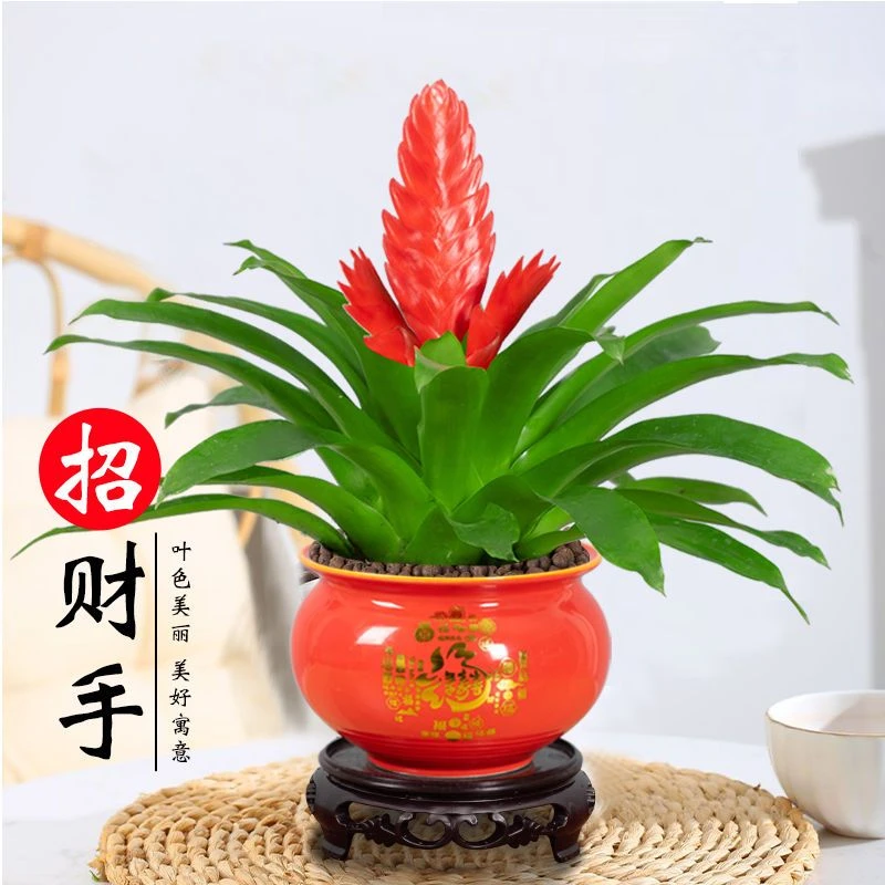 鸿运当头小盆栽植物花卉玉扇房间好养客厅四季开花大盆办公室盆景