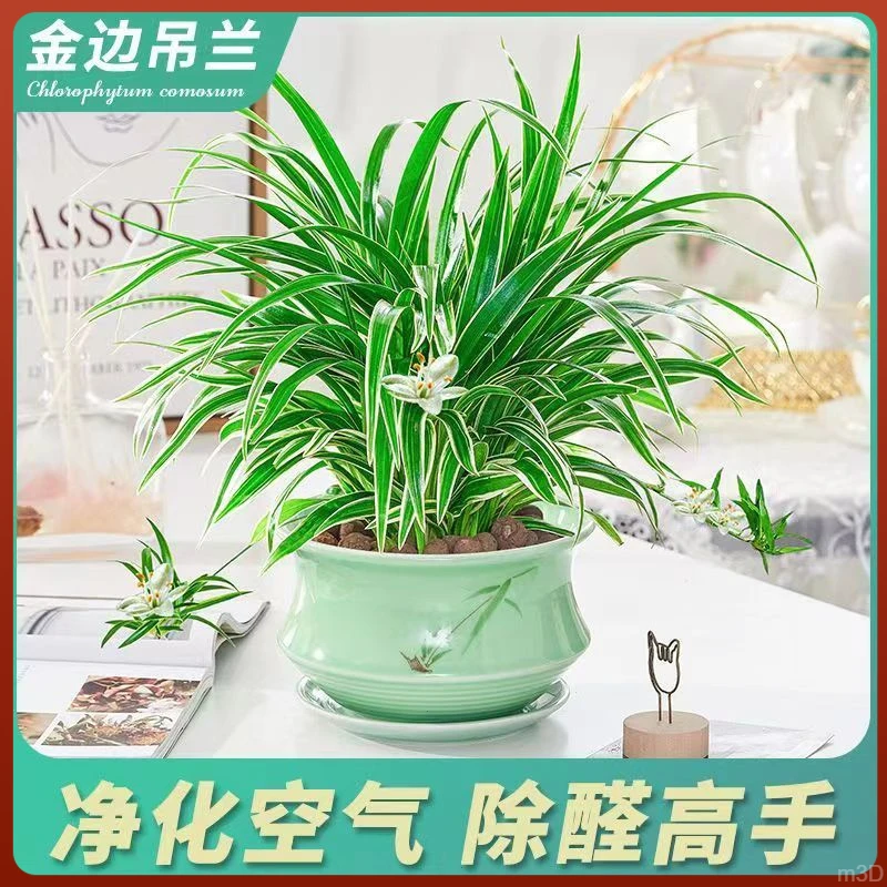 金边吊兰盆栽花卉植物室内阳台净化空气去甲醛小绿植水培垂吊客厅