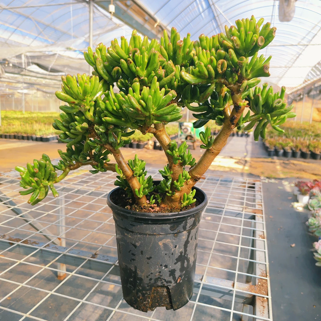 吸财树【云贵精品多肉】35（高度）35（冠幅）