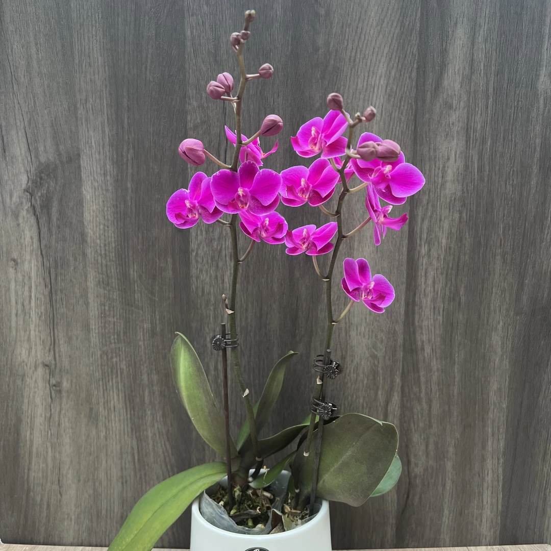 《满天红蝴蝶兰》  2.8寸 双苗2花剑 带陶瓷盆