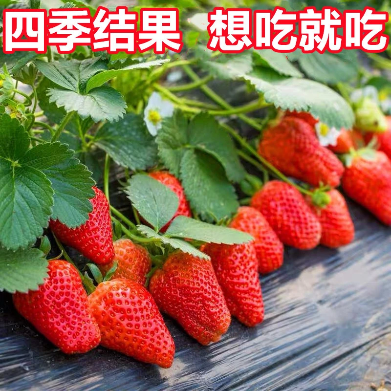 【穴盘苗】草莓苗奶油水果盆栽苗四季开花结果