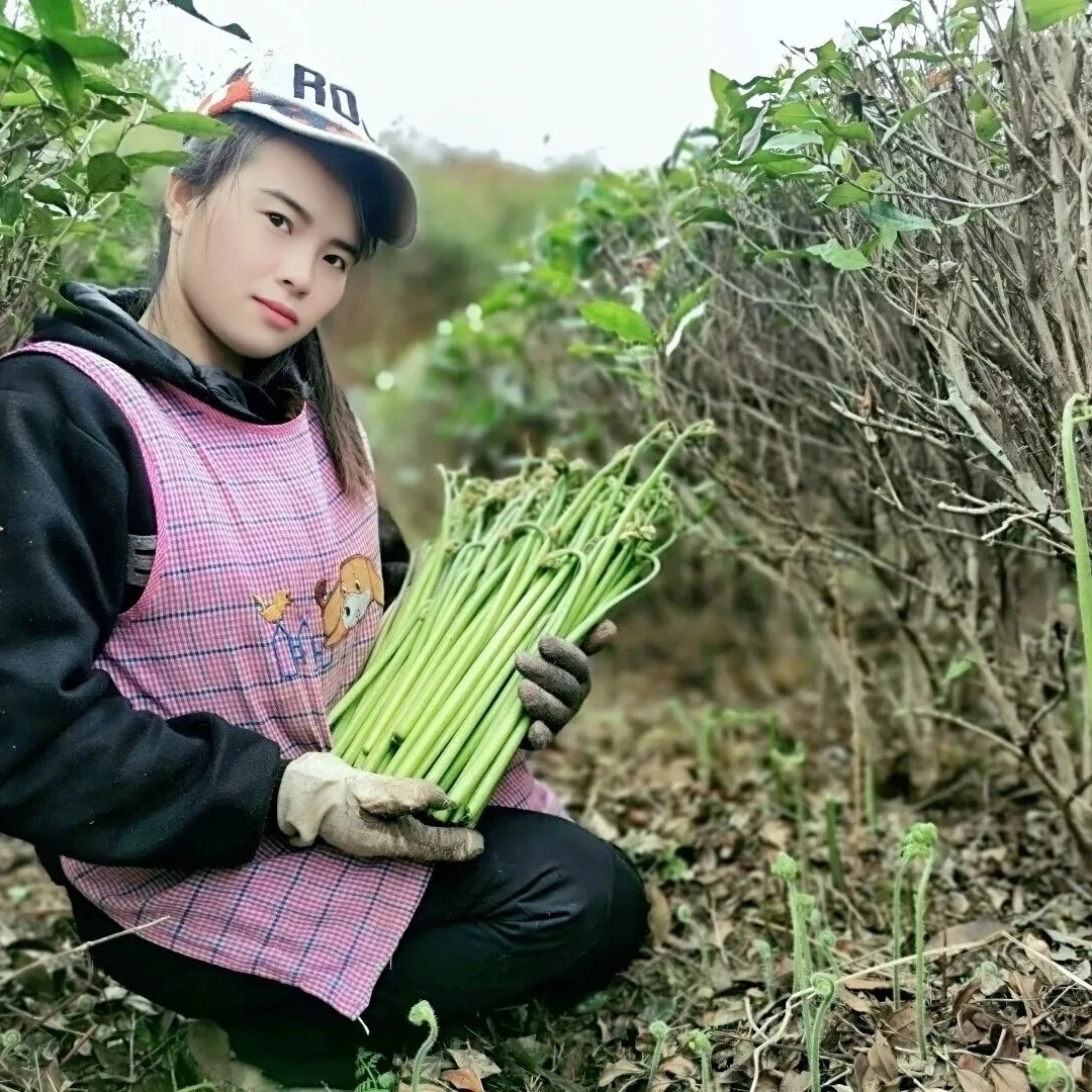 新鲜蕨菜野生蔬菜甜蕨野菜厥菜下饭菜当季龙爪拳头菜蕨菜根种子