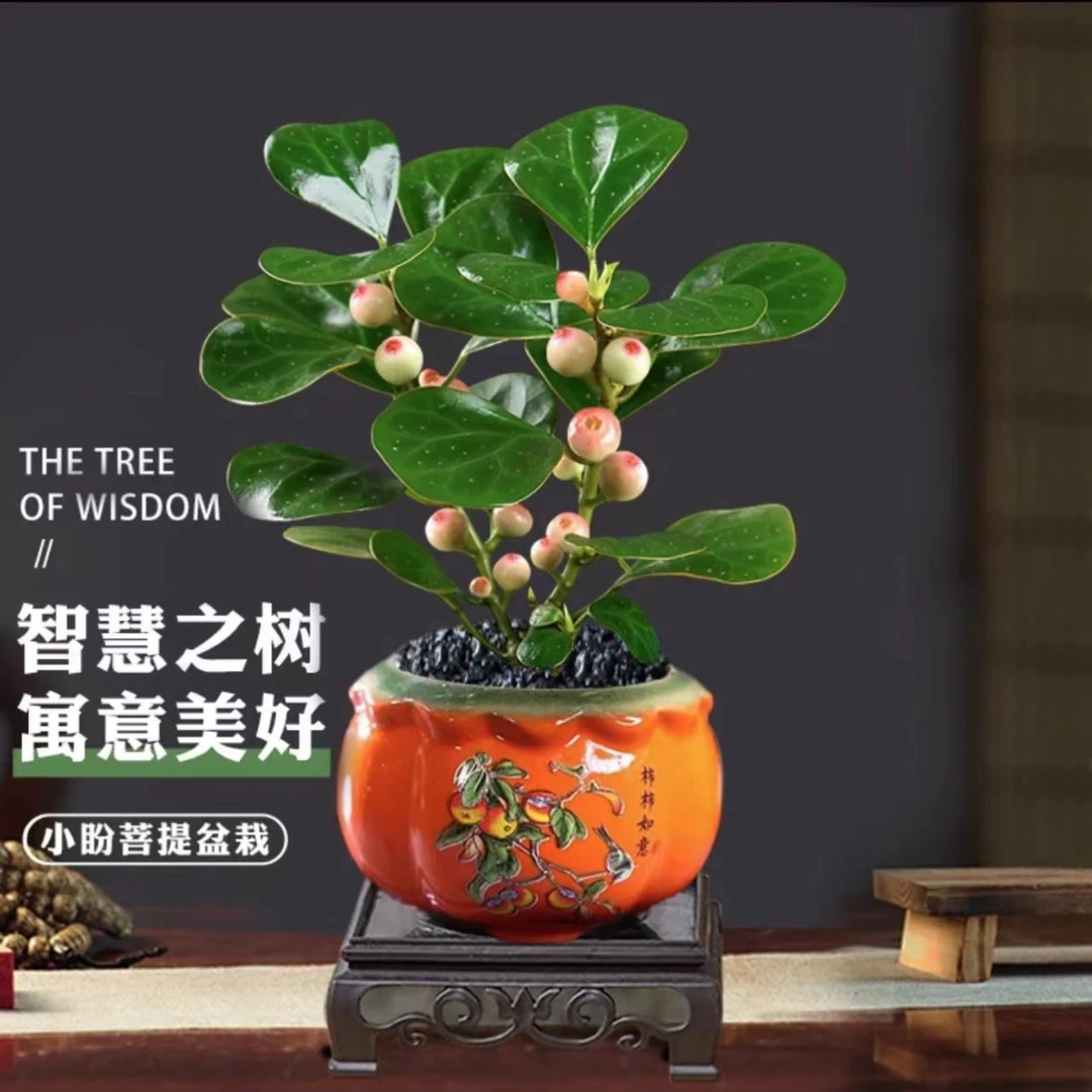 小盼菩提盆栽带果中式禅意小绿植室内花卉植物好养易活菩提树盆景