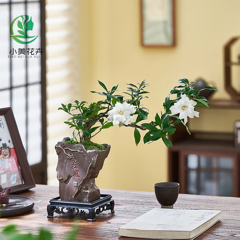 小叶栀子花盆栽开花植物室内办公桌面四季好养活花卉绿植净化空气