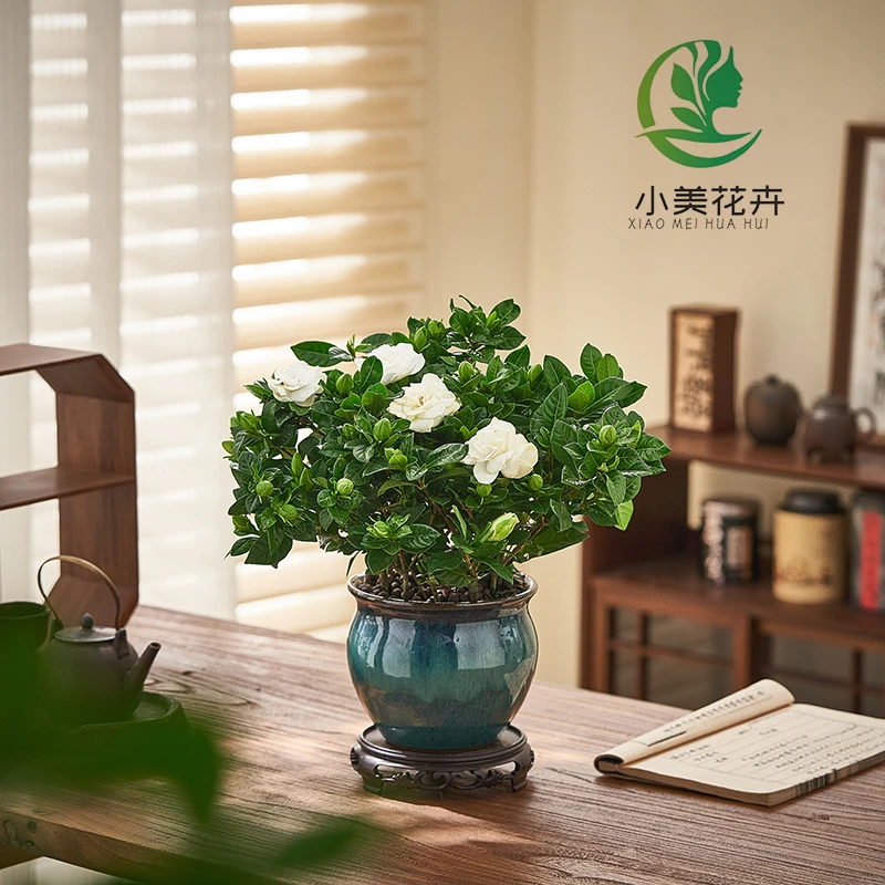 栀子花盆栽花卉植物室内阳台绿植老桩苗四季好养客厅富贵桌面季节