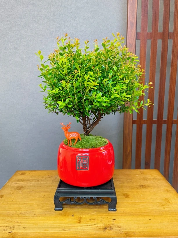 【福字】大赤楠老桩盆栽盆景植物室内花卉办公室桌面绿植好养四季