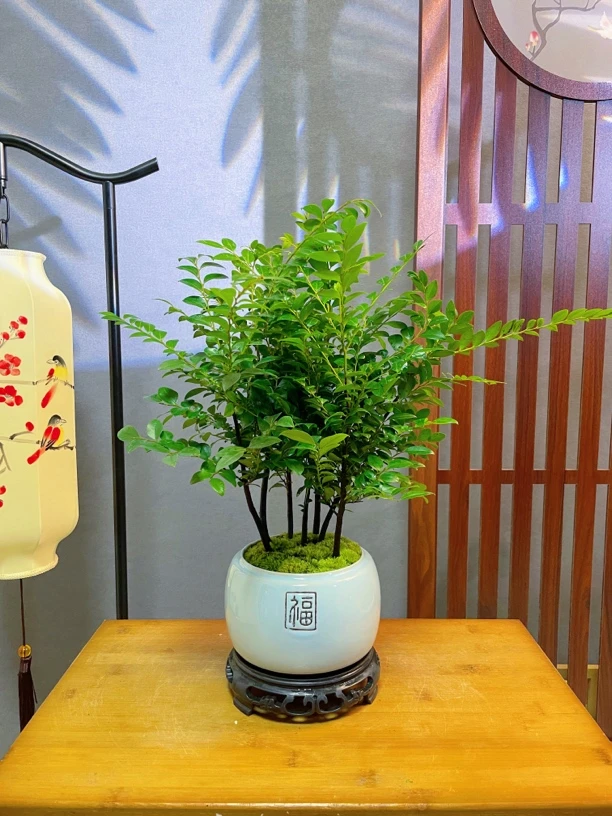 【福字】小叶森林丛林紫檀新中式盆景植物老桩盆栽黑古茶办公室好养