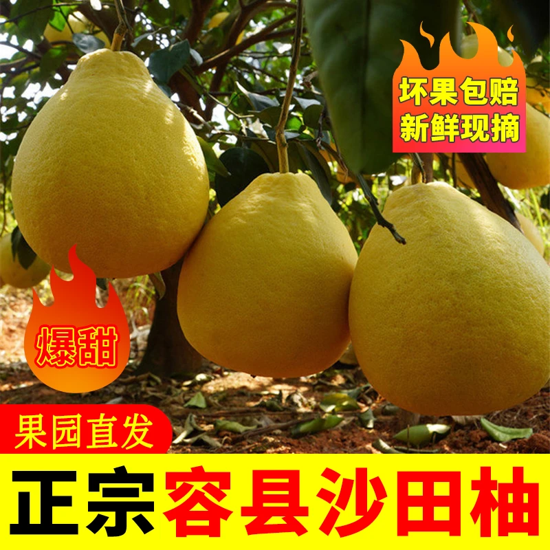 容县蜜柚正宗自良产地白肉广西水果礼盒整箱新鲜当季发包邮柚子