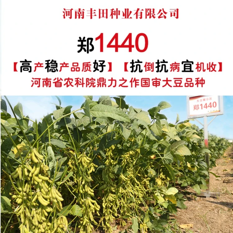 国审大豆郑1440结荚多高产抗倒宜机收不炸角不霉变稳产耐旱耐涝